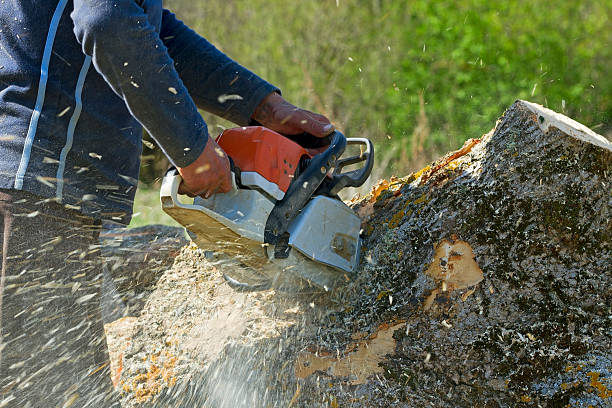 Best Tree Trimming and Pruning  in Robertsville, NJ